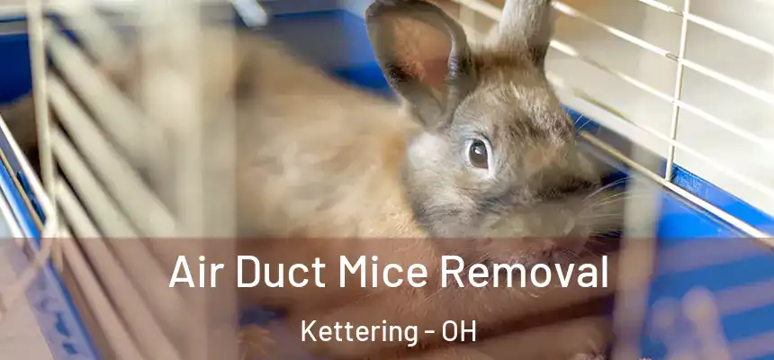  Air Duct Mice Removal Kettering - OH