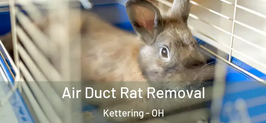  Air Duct Rat Removal Kettering - OH